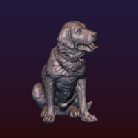 Labrador - Thumbnail 8