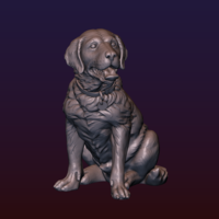 Labrador - Thumbnail 9