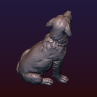 Labrador - Thumbnail 11