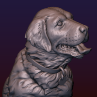 Labrador - Thumbnail 12
