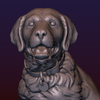 Labrador - Thumbnail 13