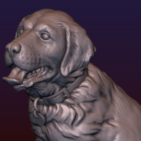 Labrador - Thumbnail 14