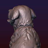Labrador - Thumbnail 15