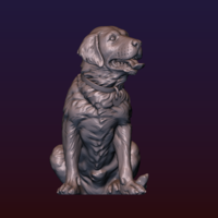 Labrador - Thumbnail 16