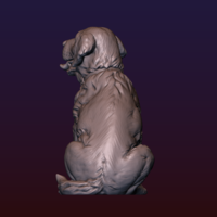 Labrador - Thumbnail 18