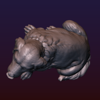 Labrador - Thumbnail 20