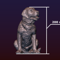 Labrador - Thumbnail 22