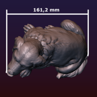 Labrador - Thumbnail 23