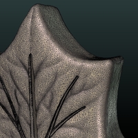 Maple Leaf - Thumbnail 12