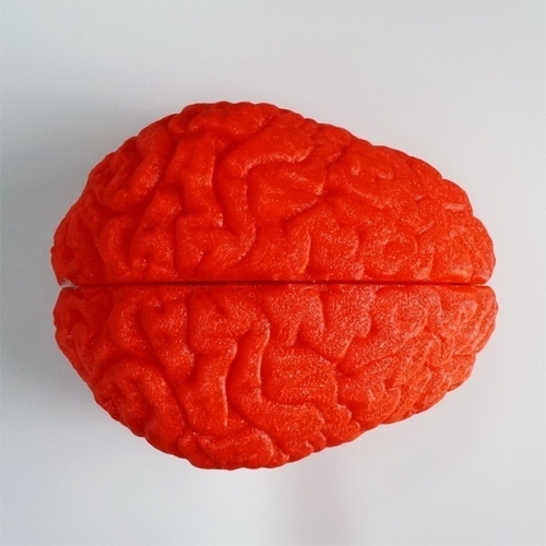 Bird Brain Bird House
