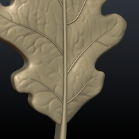 Oak Leaf - Thumbnail 6