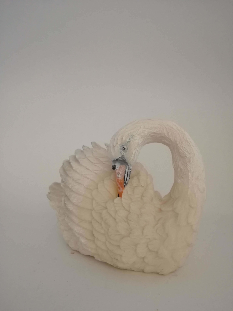 Cygne blanc