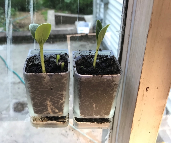 Window mounted seed starter