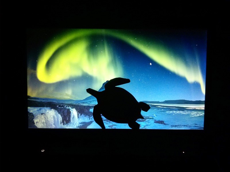 Sea Turtle with moving flippers!