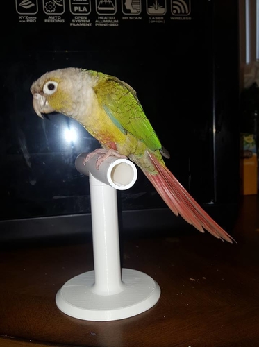 Desktop Small Bird Perch