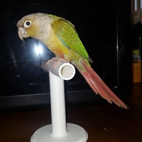 Small Desktop Small Bird Perch 3D Printing 209168