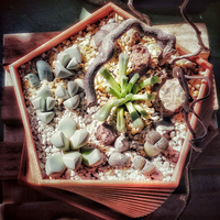 PentaPot - Thumbnail 1