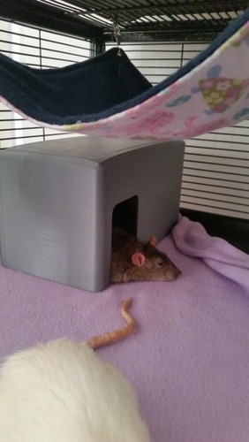 Small Animal House (rats/mice/hamster) 3D Print 21225