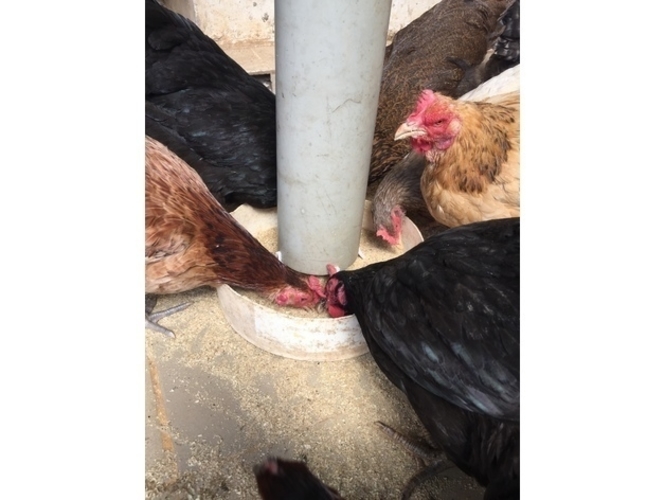 Chicken Feeder PVC adapter