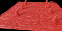 Image 213125