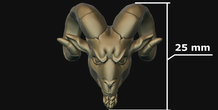 Image 213489