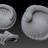 FeatherShell - a fractal curiosity - Thumbnail 1