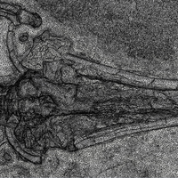 Whale Fossil  sourced from Smithsonian - Thumbnail 2