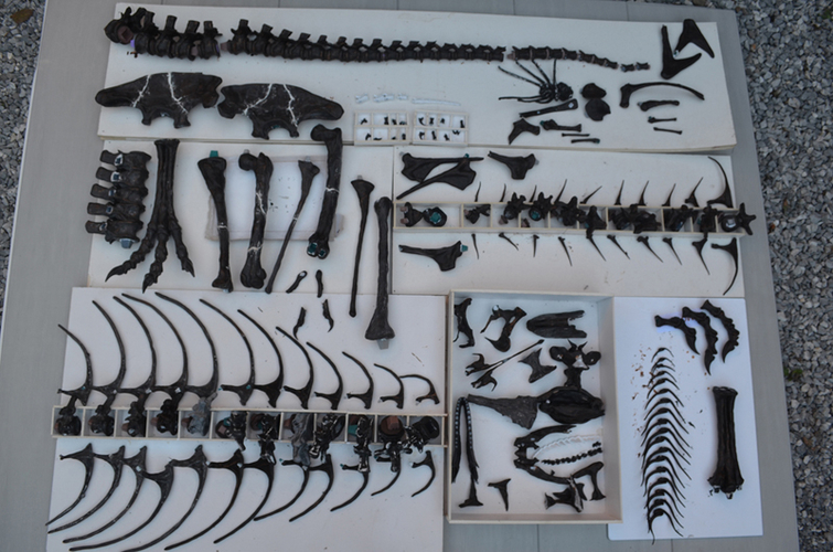 Life size baby T-rex skeleton - Part 01/10 3D Print 218194