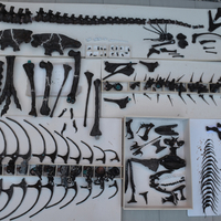 Life size baby T-rex skeleton - Part 01/10 - Thumbnail 1