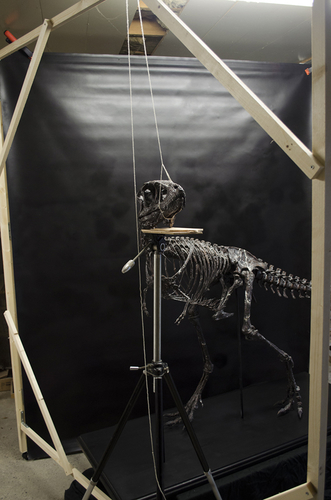 Life size baby T-rex skeleton - Part 01/10 3D Print 218195