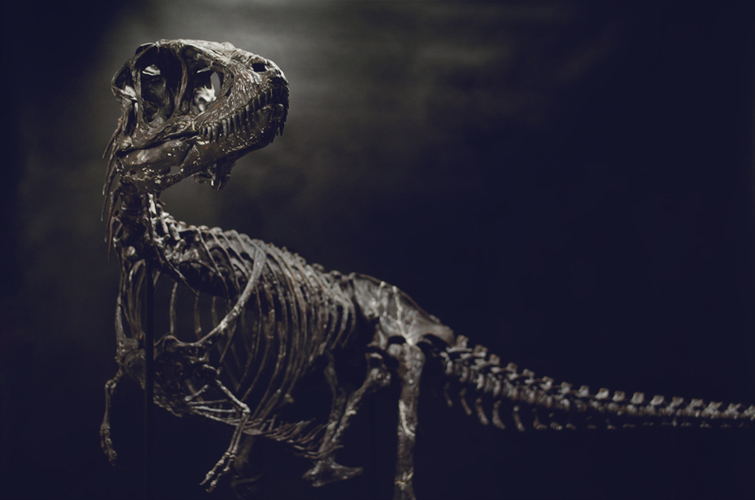 Life size baby T-rex skeleton - Part 01/10