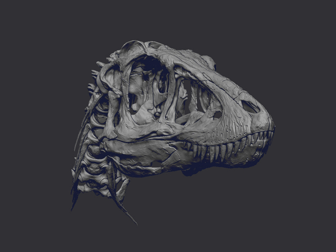 Life size baby T-rex skeleton - Part 01/10 3D Print 218199