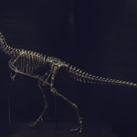 Life size baby T-rex skeleton - Part 03/10 - Thumbnail 1