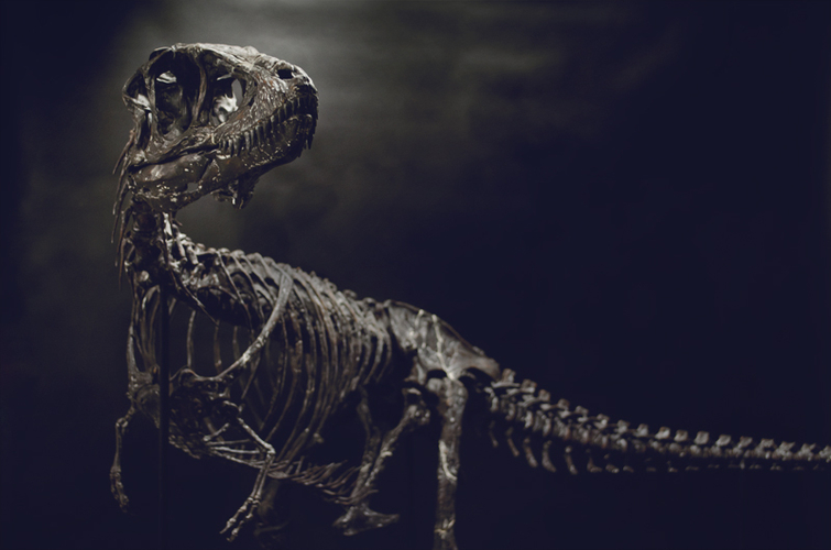 Life size baby T-rex skeleton - Part 03/10