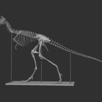 Life size baby T-rex skeleton - Part 03/10 - Thumbnail 3