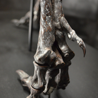 Life size baby T-rex skeleton - Part 03/10 - Thumbnail 5