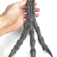 Life size baby T-rex skeleton - Part 03/10 - Thumbnail 6