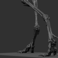 Life size baby T-rex skeleton - Part 03/10 - Thumbnail 7