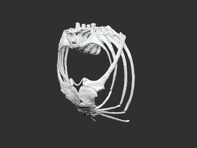 Life size baby T-rex skeleton - Part 04/10 3D Print 218219