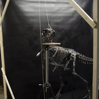 Life size baby T-rex skeleton - Part 06/10 - Thumbnail 1