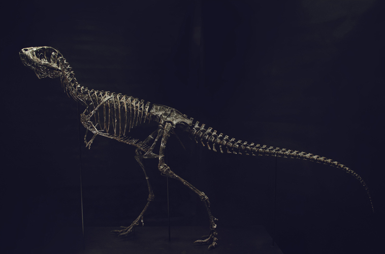 3D Printing a Full-Size Tyrannosaurus Rex Skeleton