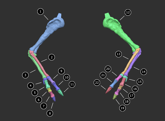 Life size baby T-rex skeleton - Part 08/10 3D Print 218282