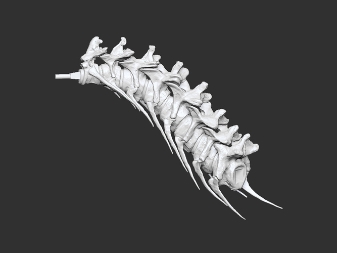 Life size baby T-rex skeleton - Part 10/10 3D Print 218292