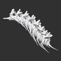 Life size baby T-rex skeleton - Part 10/10 - Thumbnail 6
