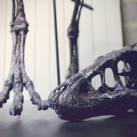 Life size baby T-rex skeleton - Part 01/10 - Thumbnail 8