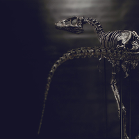 Life size baby T-rex skeleton - Part 03/10 - Thumbnail 9