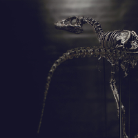 Life size baby T-rex skeleton - Part 01/10 - Thumbnail 9