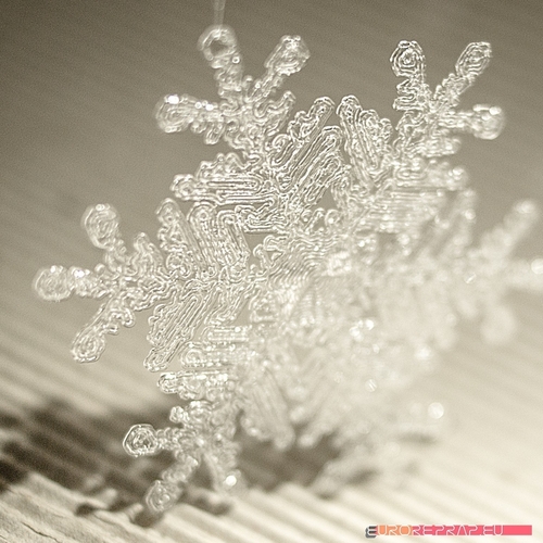 Real snowflake - Christmas Tree decoration - size: 65mm 3D Print 221344