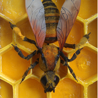 honey bee model. - Thumbnail 5