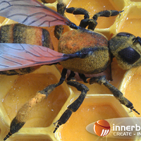 honey bee model. - Thumbnail 6